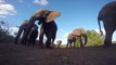 GoPro Awards- Elephant Encounter