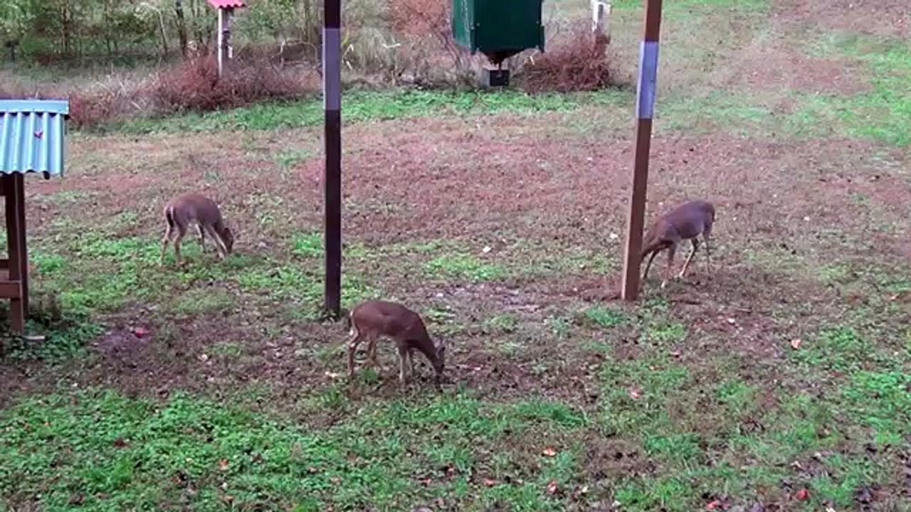 Dad  Deer