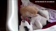CNN Distraction Watch kitten and puppy cuddling