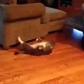 Cat Doing Pushups funny Video