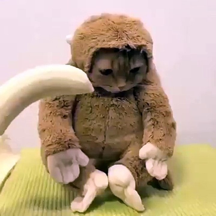 Cat Eating Banana First Time