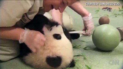 Distraction Baby panda loves ball