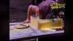 Fear Factor Moments | Fear Factor Ham and Eggs