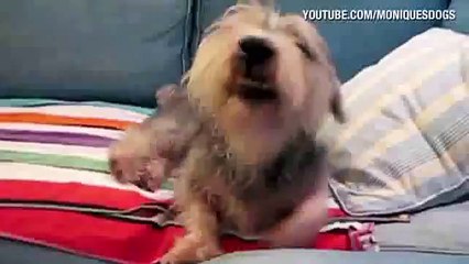 Distraction Dog can't stop sneezing