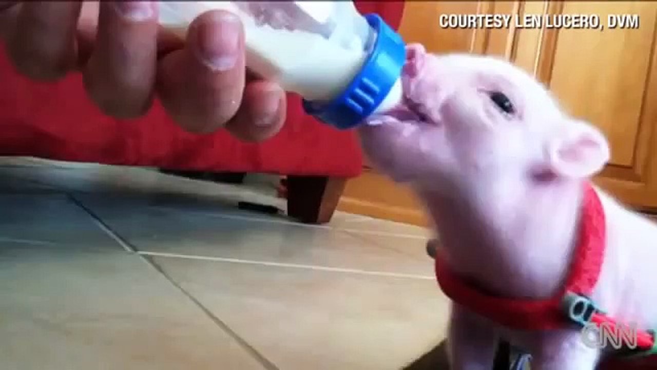 Distraction Pig uses wheelchair