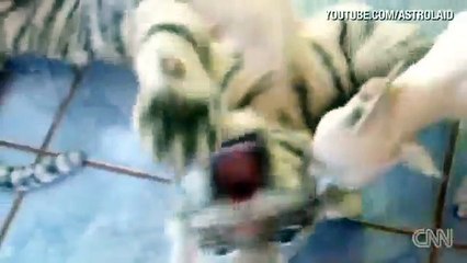 Distraction Tiger cub plays with dog