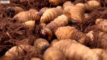 Could grubs solve malnutrition in Cameroon?