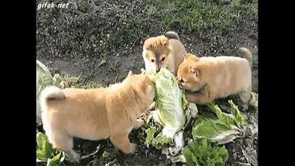 Those Beautiful Aniamls 32