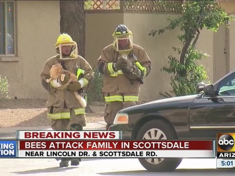 Bees attack woman, dogs, cats in Scottsdale