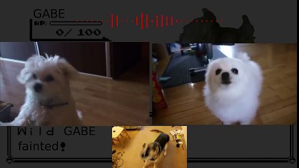 (Dogapella) Pokemon [GSC] - Wild Pokemon Fainted Theme