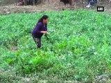 Sikkim puts renewed thrust to promote organic farming