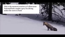 Adorable grey fox goes hunting in the snow.