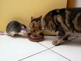 cat eating food with rat together