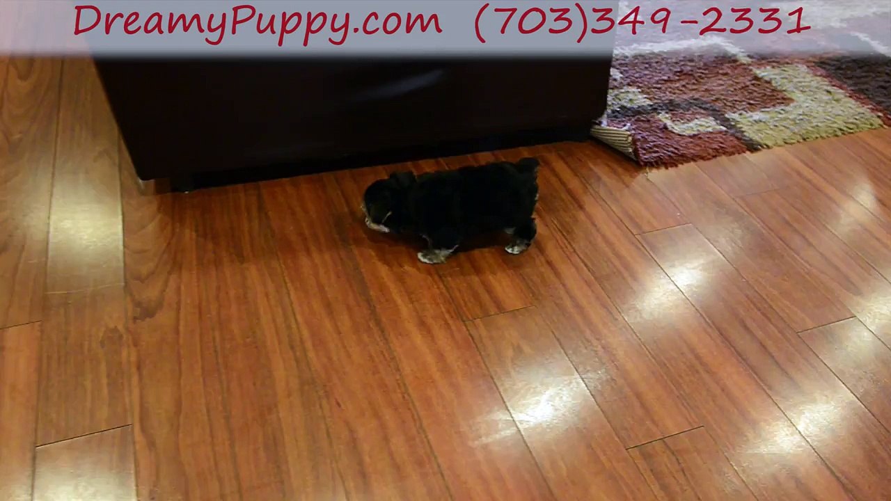 Dreamy Puppy Morkie Girl -Find your Lovely Friend in Chantilly and  Fredericksburg?