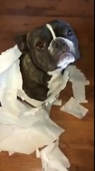 Boxer Dog Is A Big Tattle Tale