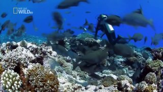 Wild discovery channel animales de Tiburones De la Isla Perdida documental de National Geographic Anim - 2016