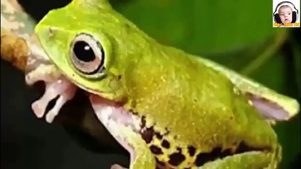 Hai con thằn lằn con - Nhạc thiếu nhi vui nhộn