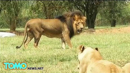 Американскую туристку загрыз лев во время сафари в Южной Африке - YouTube