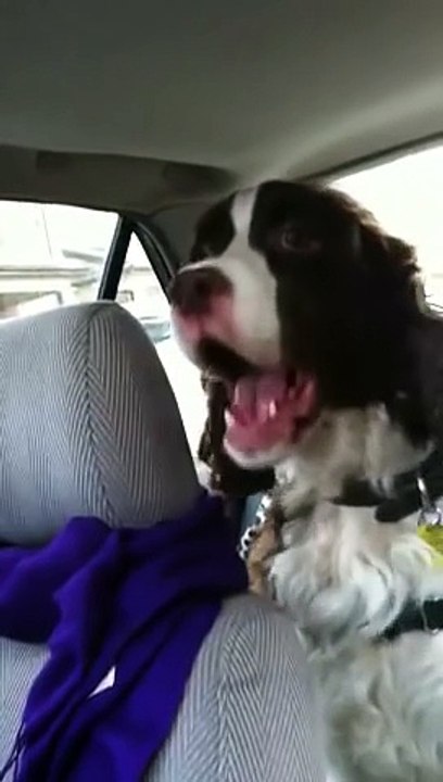 Springer Spaniel Sings A Squirrel Song