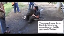 Playful baby elephant sits on tourists lap.