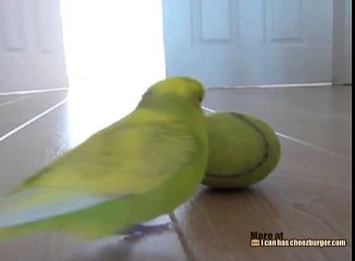 Parakeet Has Great Balance