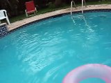 poodle falling into pool funny so cute