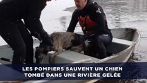 Les pompiers sauvent un chien tombé dans une rivière gelée