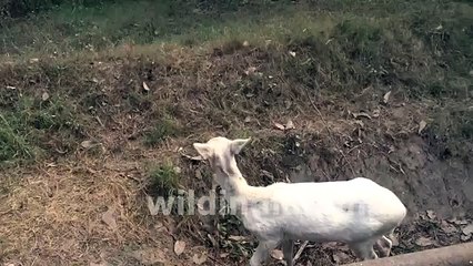 Beautiful White Fallow Deer