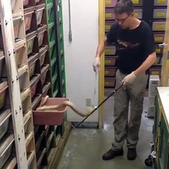 Adam için sıradan bir gün... Kobraları farelerle besliyor ve gayet soğuk kanlı..