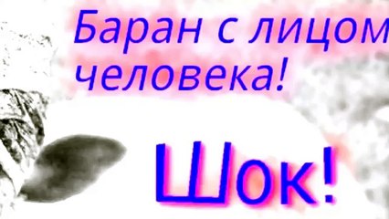 Баран с человеческим лицом! Шок... - YouTube