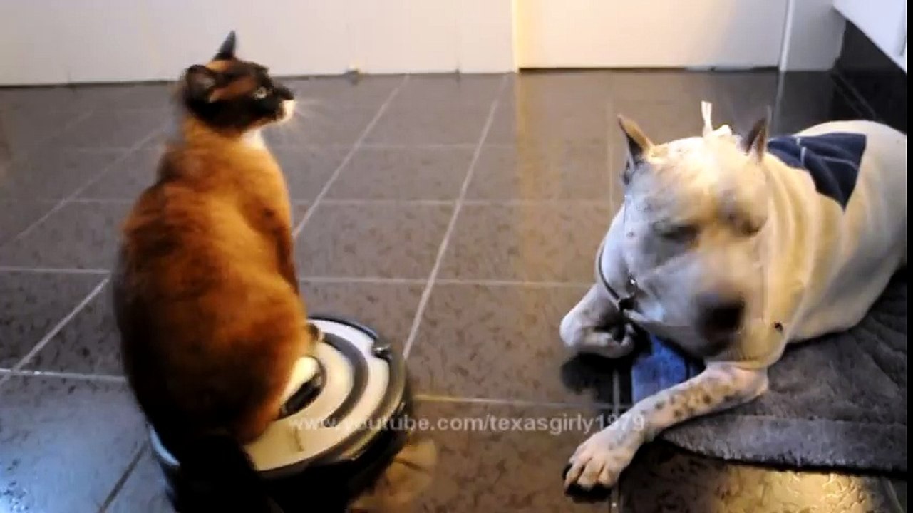 Roomba Cat swats Dog pit bull Sharky. Max-Arthur on iRobot Roomba Vacuum. Cat vs Dog. HelensPets.com