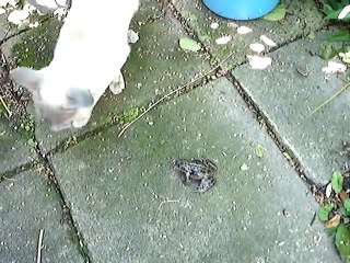 Screaming frog