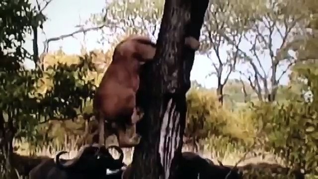 Буйволы убивают льва - YouTube