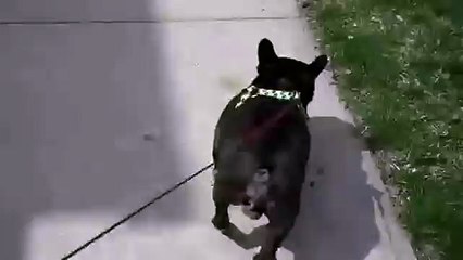 Бульдог пукнул и испугался. Смешной пес. Приколы с животными - YouTube