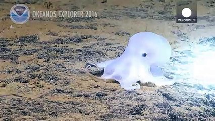 ABD'de Yeni bir ahtapot türü keşfedildi