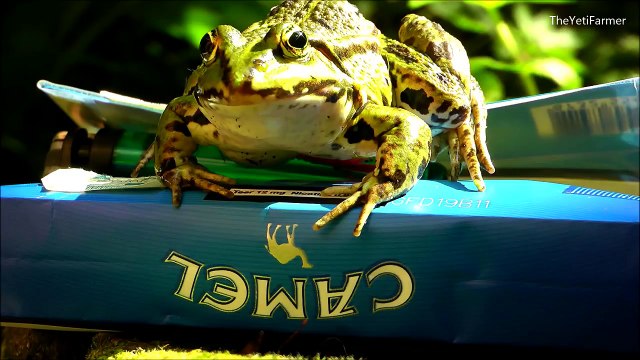 SMOKING FROGS - Rana fumar - - курение лягушка