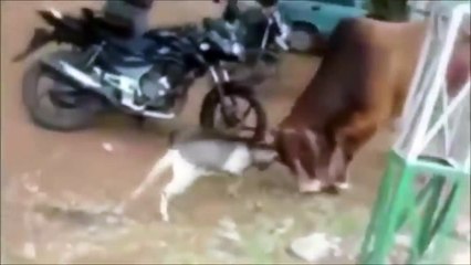 Баран наказал Быка, нельзя обижать маленьких