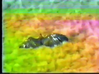 Волк против двух орлов - YouTube