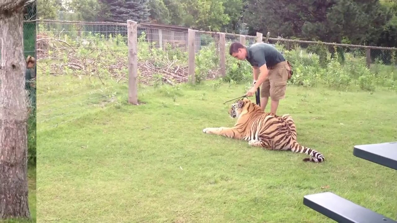 African animals - The Lion Mating - Wild animals