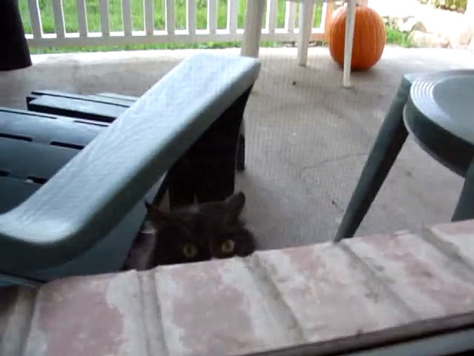 Slightly angry cat