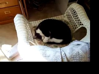 Snoring Cat