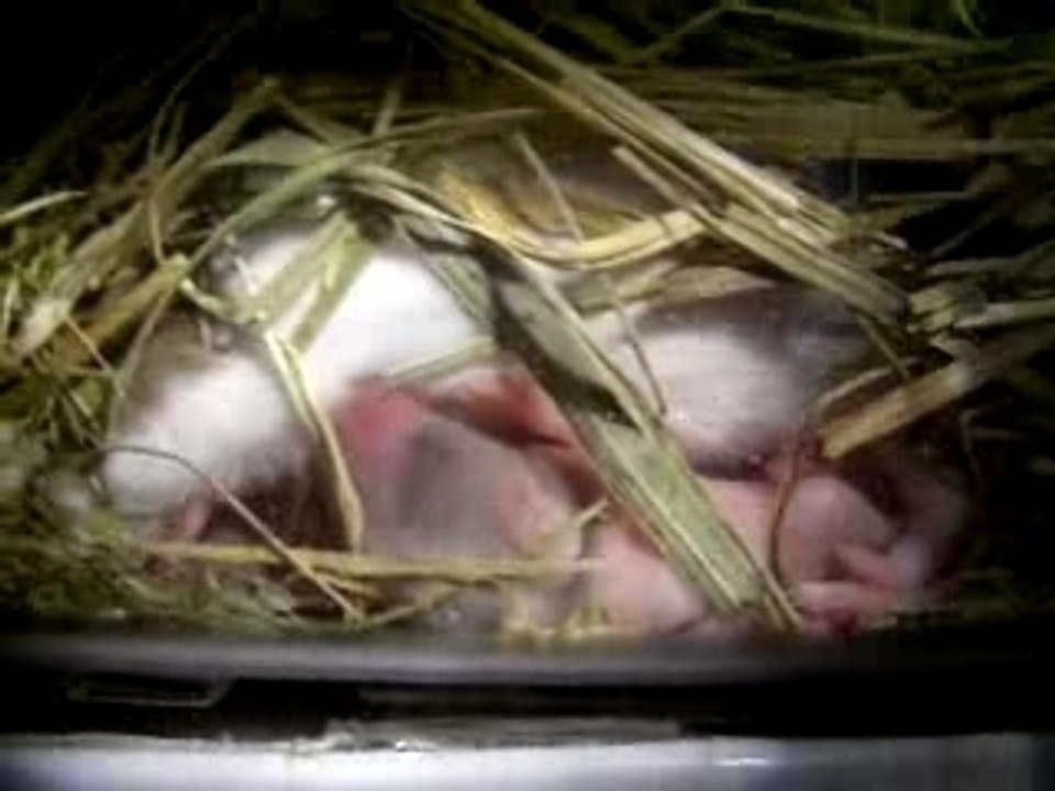 bebe souris boit du lait