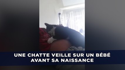 Une chatte veille sur un bébé avant même sa naissance