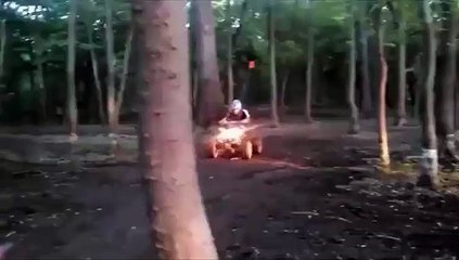 Cet arbre rend la monnaie de sa pièce avant de mourir lol