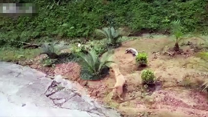 Большая Ящерица нападает на Собаку