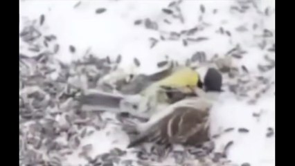 Голодная Синица убивает воробья, жесть 18+