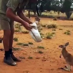 Детеныш кенгуру нашел необычное убежище