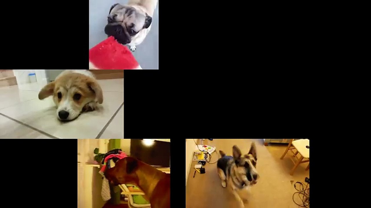 (Dog Acapella) Super Mario World - Overworld 1 ft. Gabe The Dog + Doug the Pug