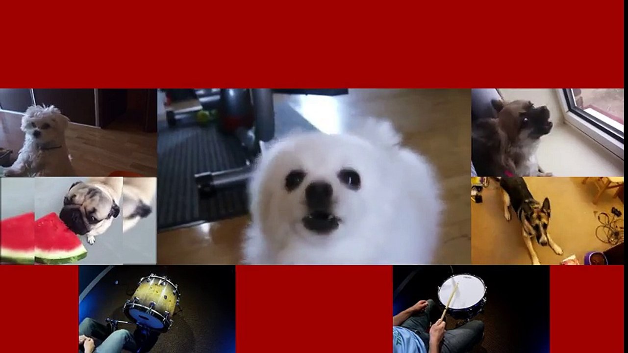 (Dog Acapella) Super Meat Boy Forest Funk