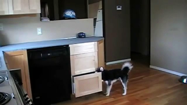 Ces chiens sont filmés par une caméra cachée, et font quelque chose d'à la fois stupéfiant et génial !
